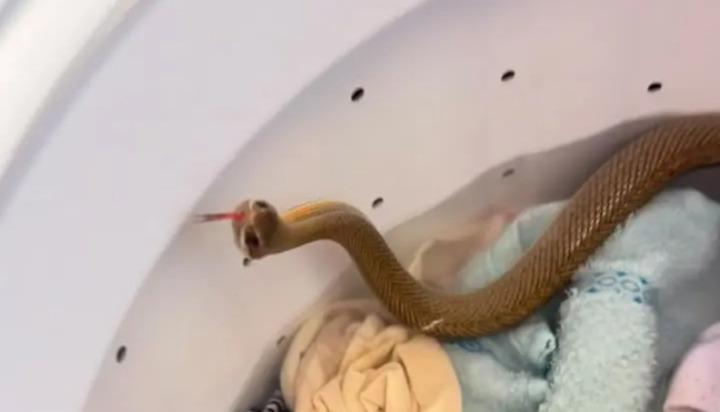 Vídeo ; Mulher vai lavar roupas e encontra cobra dentro da Máquina; 