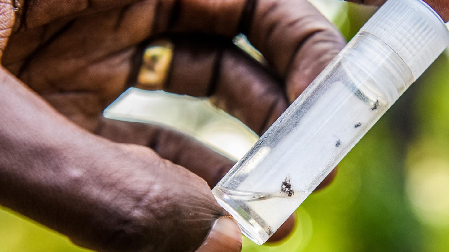 Goiás registra alta de 14% nos casos de dengue em 2026