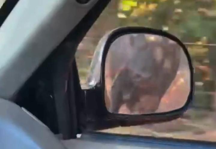 Homem da risadas enquanto filma boi sendo arrastado em caminhonete; Veja 