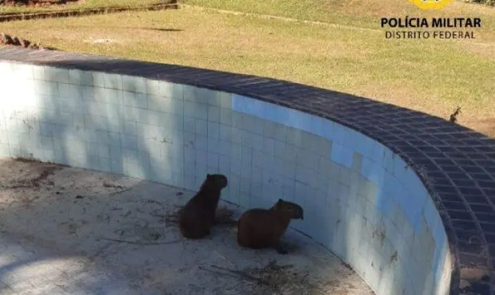 Filhotes de capivara são resgatados de piscina no Lago Norte