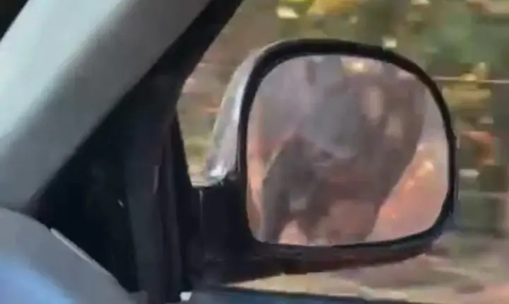 Homem da risadas enquanto filma boi sendo arrastado em caminhonete; Veja 