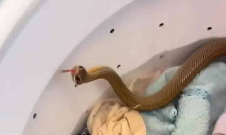 Vídeo ; Mulher vai lavar roupas e encontra cobra dentro da Máquina; 